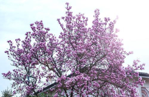 Porcia Villa | Villa Magnolia