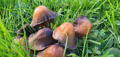 Kudowa Zdroj Apartment | Villa Sjesta komfortowe apartamenty, prywatny parking, gratis parking w centrum miasta