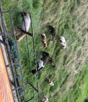 Santo Stefano di Cadore House | Villa Tersilla