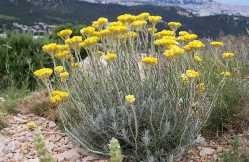 Sollacaro House | Villa vue mer et nature route de Cigala