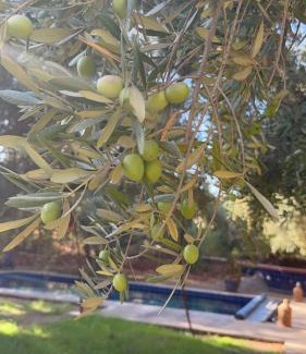 Ait Faska Villa | Villa Zaïtoun