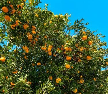 Nova Petropolis Cabin | Vovô Emílio Chalés