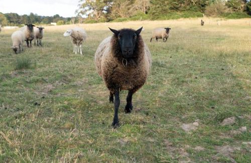 Buninyong Villa | Waterfront Tiny Home in FarmStay