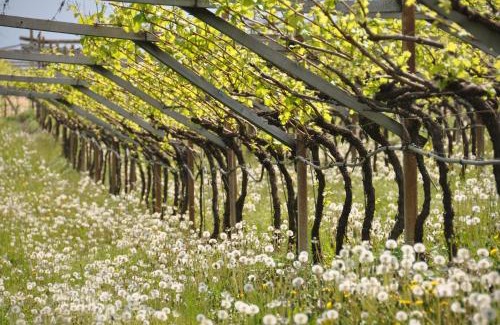 Tramin House | Weinberghof