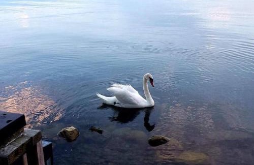 Picton House | West Lake Waterfront Swimming - Free Pontoon Boat!