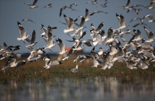 Khao Chaison House | wetlandcamp บ้านชายเล