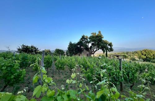 Montalcino Villa | Wonderful New Villa in Maremma near Montalcino