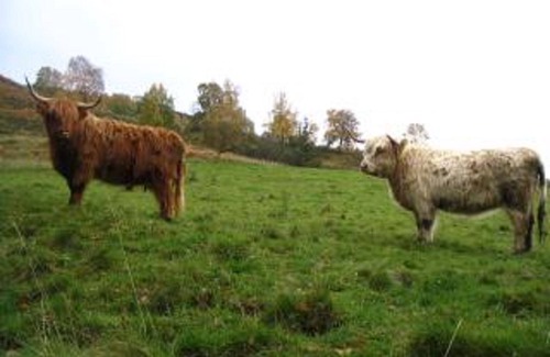 Aviemore Apartment | Woodland location next to the Aviemore Centre