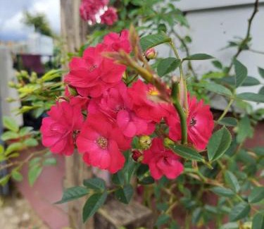 Don Duong House | Yên Homestay Đơn Dương - Rạp chiếu phim mini