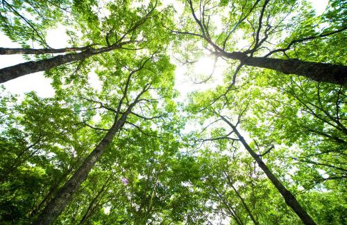 Yufu Cabin | Yufuin Tsukahara Kogen Sanso Donguri