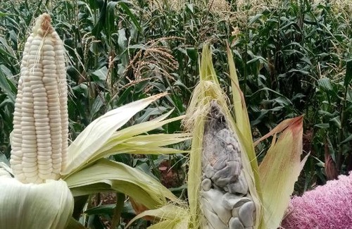 Huayllabamba House | Yuraq Wasi Urquillos