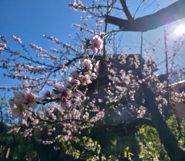 Manali House | Zankhrpas A Himalayan Home - Manali