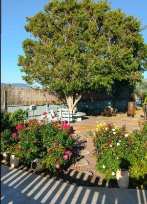 בחצר של טובה