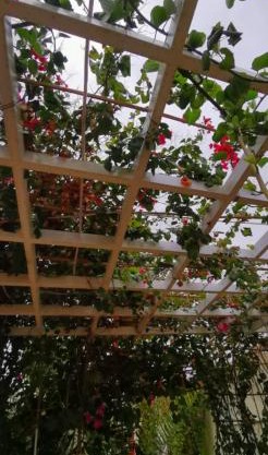 شاليه وضيافة الليوان