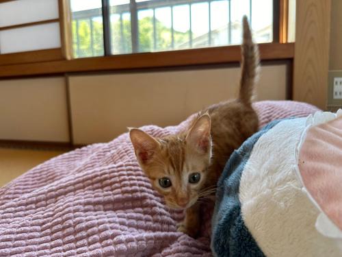 猫と泊まれる宿にゃんstay