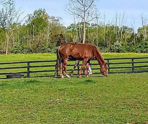 102 Acre Pet Friendly Horse Farm! Bring your horse too!