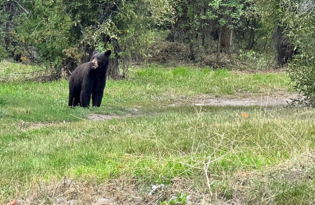 12 minutes to Grand Teton National Park. Pet Friendly.