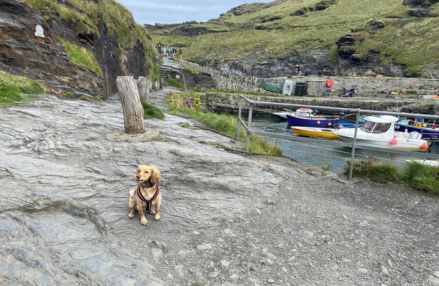 2 bedroom cottage: private parking, by harbour, pubs. Boscastle - North Cornwall