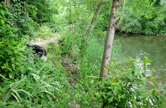 2 charming appartments, a garden and private bank of the river, in the city