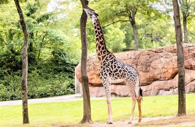 A Short Drive to Nashville Zoo! 3 Family-Friendly Units, Kitchen, Free Breakfast