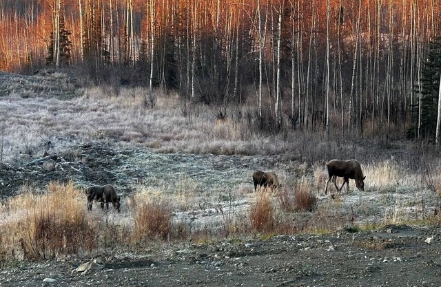 Aero View Cabin 1 with Mountain & Airport Views