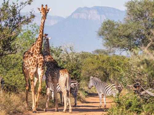 Afrikaya Bush Lodge