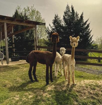 Agroturystyka Alpakolandia Góra Szybowcowa