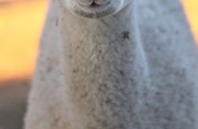 Alpaca Experience Tours at Spross Hollow Guest House