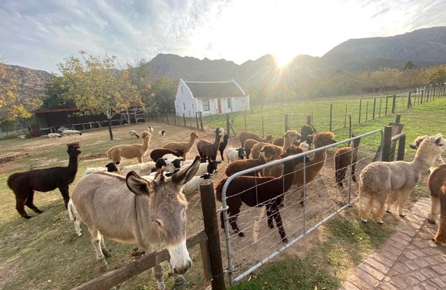 Alpaca Inn