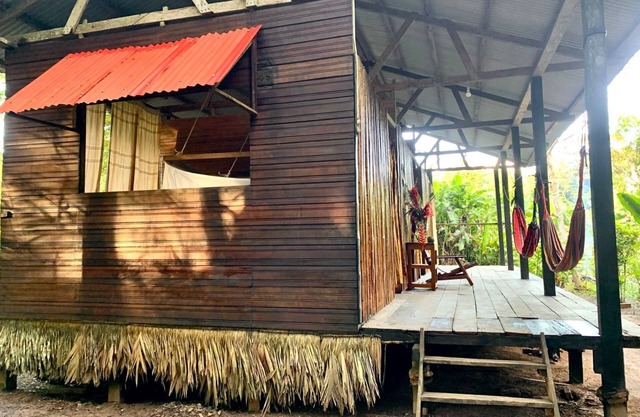amazonian oropendola tambopata