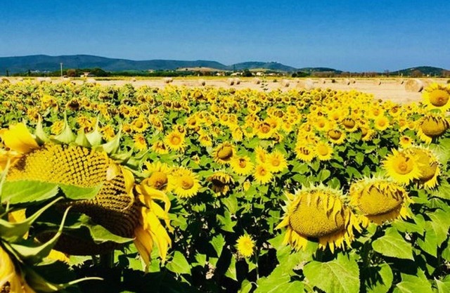 Apparamento La Tartaruga, in a Tuscan farmhouse 5 km from the sea at Baratti
