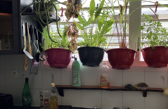 Appartement à Cayenne au Calme à 2,5 Kilomètres du Centre de la Ville