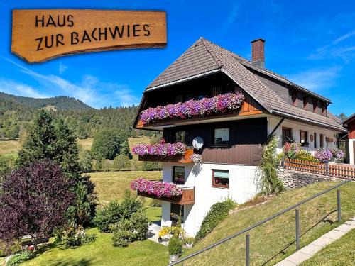 Aufblühen in Menzenschwand