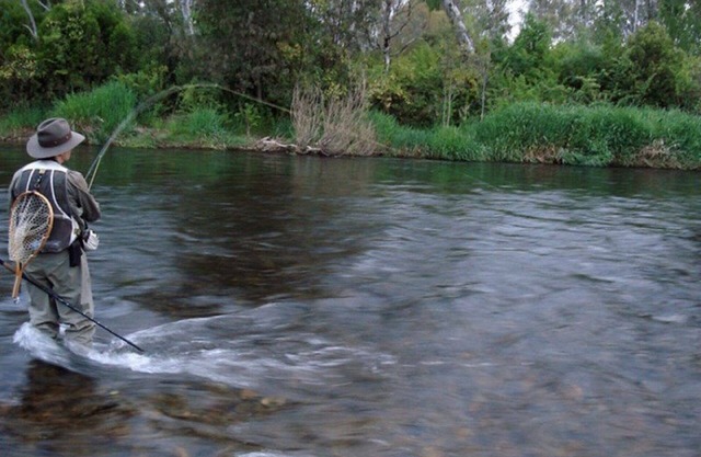 Azalea Cottage - Tumut River