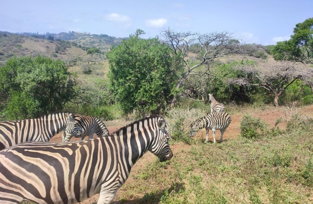 Beachfront Old Trees Paradise