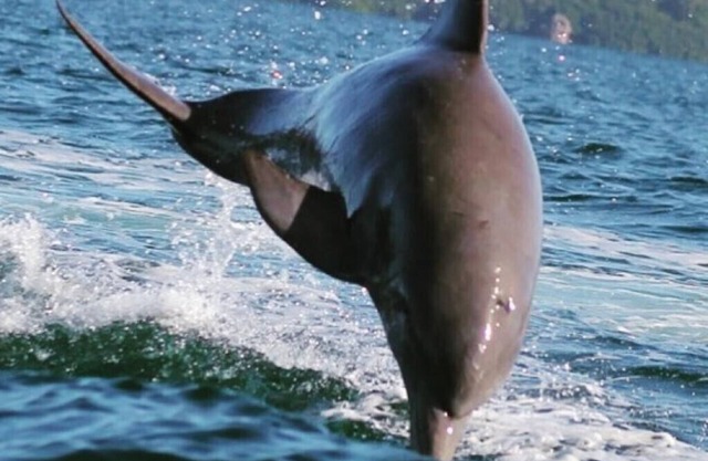 Bliss and Tranquility await in Dolphin Bay