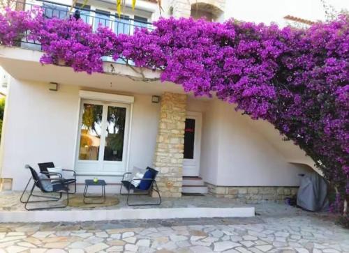 bougainvilliers