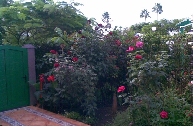Bungalow with terrace and garden