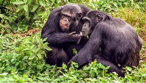 Bwindi Hills Gorilla Safaris