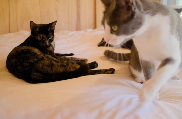Casita Studio among the pines of Punta Ballena (with kittens)