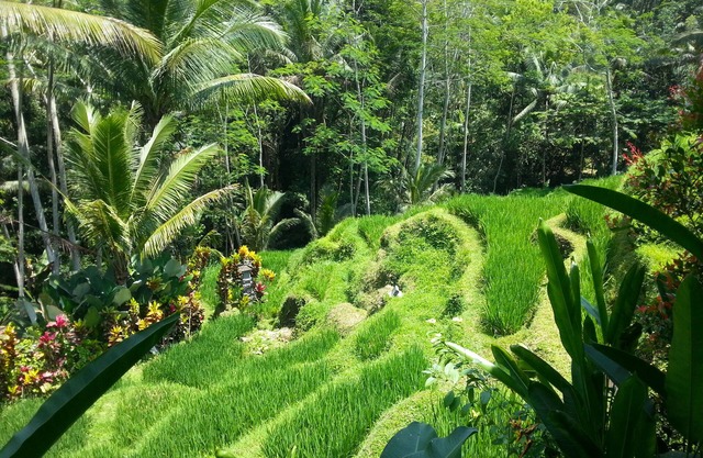 Charming 3-bedroom pool villa with AC and WiFi in gorgeous Tegallalang