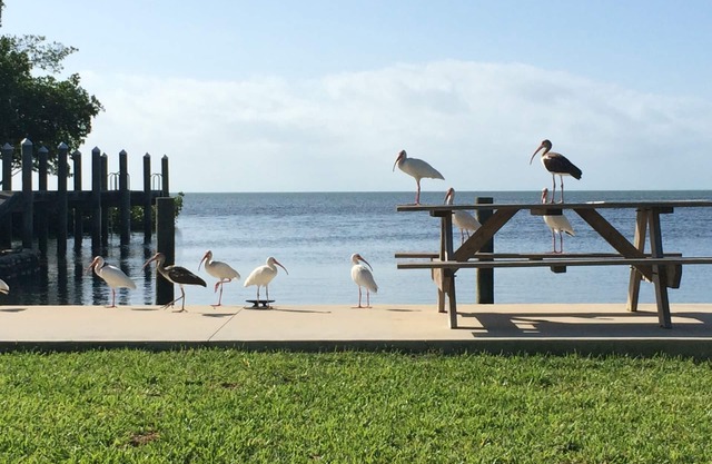 Charming cottages, dockage, pool, just minutes to Key West