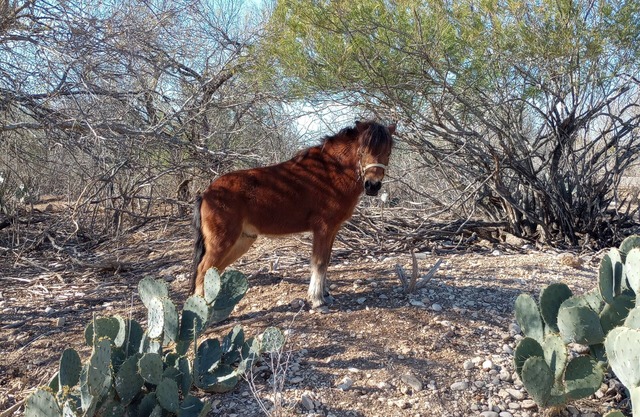 Charming farmhouse with AC and WiFi in soothing Uvalde, 20 M to Concan Tx