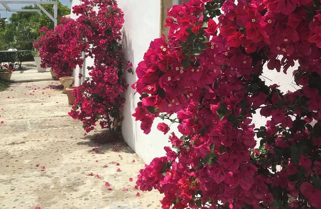 Charming white washed southern italian farmhouse. Sleep 8- 4 bathrooms