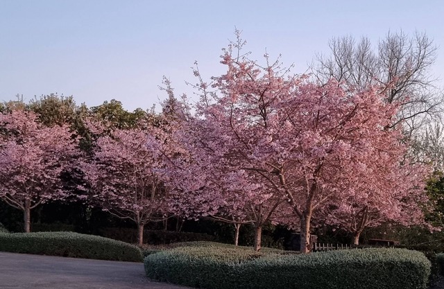Cherry Blossom Paradise