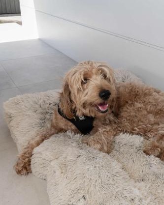 Cinema Pool Pets 4b2b Bargara Headlands