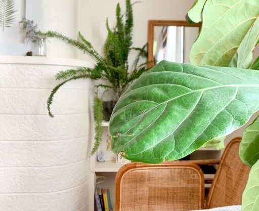 Comfortable Studio Gem in the heart of Petersham