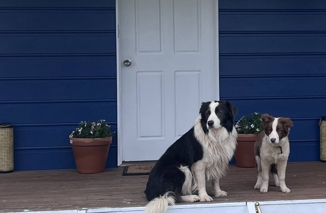 Cosy Pet Friendly Beach Cottage