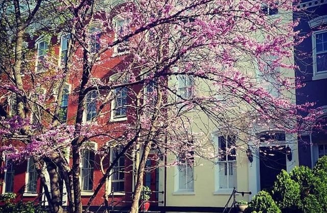 Cozy Capitol Hill Garden Apartment, behind Capitol