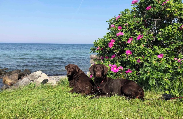 Cozy summer house close to the water.